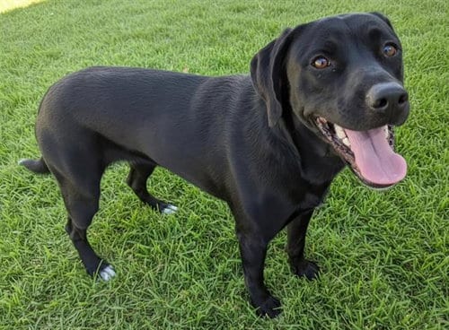 Photo of Trixie, adoptable Labrador Retriever in Albuquerque, New Mexico