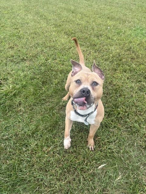 Photo of Jabari, adoptable Pit Bull Terrier in Forestville, Maryland