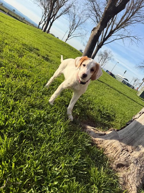Photo of NV/Winter (Winnie), adoptable Brittany in Curwensville, Pennsylvania