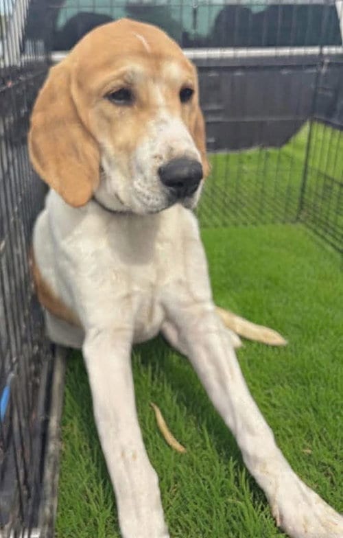 Photo of Charlotte, adoptable Great Pyrenees in Rustburg, Virginia