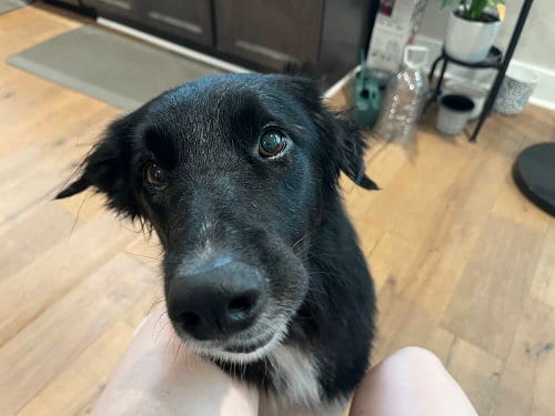 Photo of Lucky, adoptable Border Collie in Silver Spring, Maryland