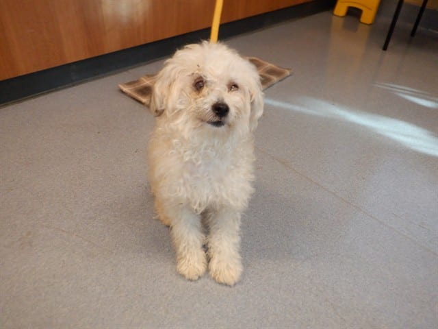 Photo of Senior Maltese and Poodle - Miniature, adoptable Maltese and Poodle - Miniature in San José, California