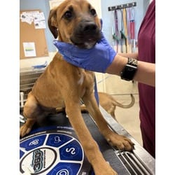 Photo of Barney, adoptable Shepherd (Unknown Type) in Jurupa Valley, California