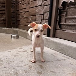 Photo of Pebbles 3977, adoptable Chihuahua Mixed Breed (Medium) in Loxahatchee, Florida