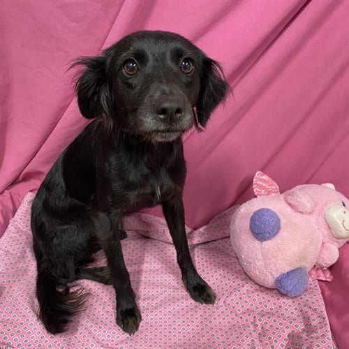 Photo of Gypsy, adoptable Cocker Spaniel in Modesto, California