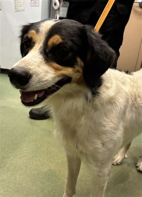 Photo of Senior Border Collie mix, adoptable Border Collie mix in Devore, California