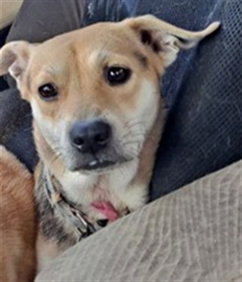 Photo of Daisy, adoptable Labrador Retriever in Conroe, Texas