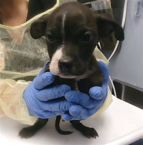 Photo of Junior, adoptable American Pit Bull Terrier in Phoenix, Arizona