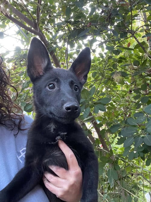 Photo of Sorry, adoptable German Shepherd Dog in Sandy, Utah
