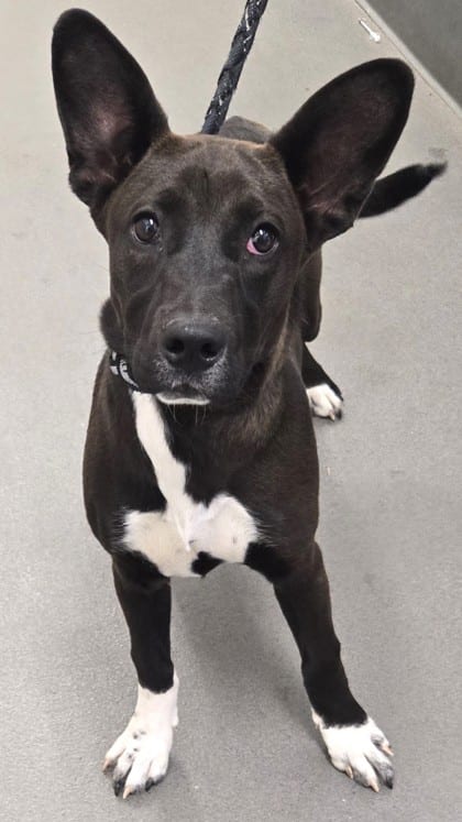 Photo of Nala, adoptable Border Collie/Mix in Bakersfield, California