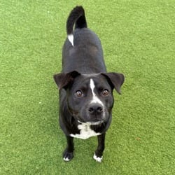 Photo of Nutter Butter 5717, adoptable Mixed Breed (Medium) in Loxahatchee, Florida