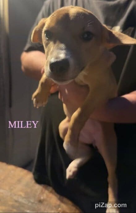 Photo of Miley (GA), adoptable Chihuahua in New York, New York