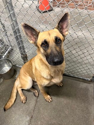 Photo of Sweetie, adoptable German Shepherd/Mix in Raeford, North Carolina