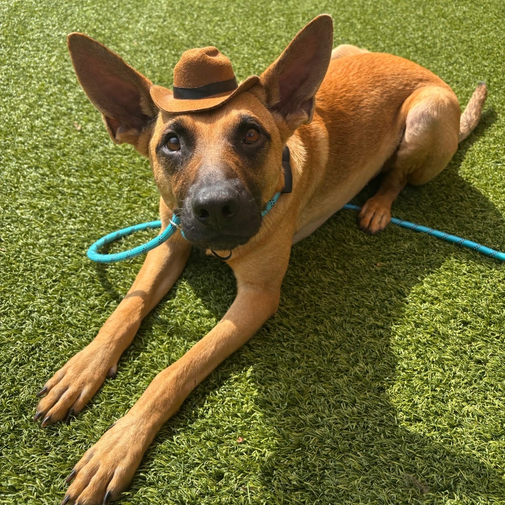 Photo of Mongo, adoptable Mixed Breed (Medium) in Dayton, Ohio