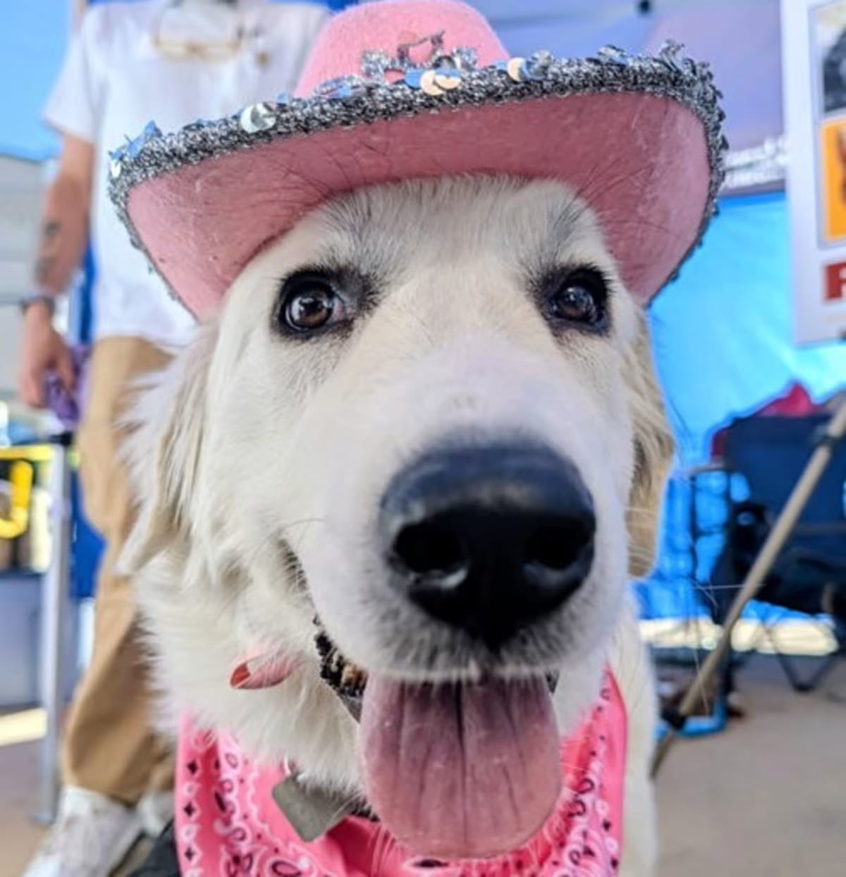 Photo of Pria, adoptable Great Pyrenees in Evergreen, Colorado