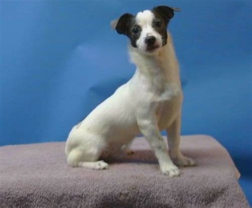 Photo of A5798405, adoptable Chihuahua in Gardena, California
