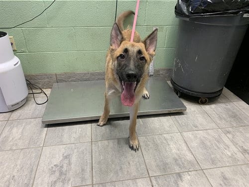 Photo of Rick, adoptable German Shepherd Dog in Grand Prairie, Texas