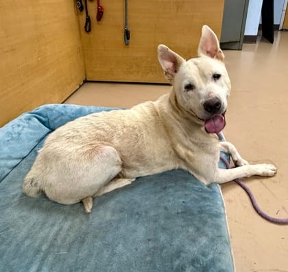 Photo of Equate, adoptable dog in Chamblee, Georgia