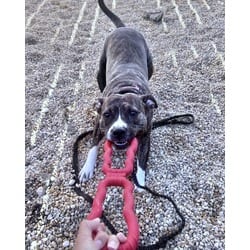 Photo of Sourdough, adoptable American Pit Bull Terrier in Washington, District of Columbia