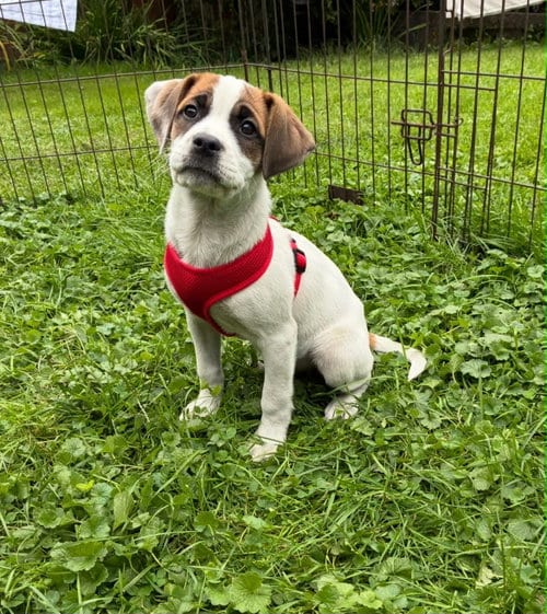 Photo of Puppy E (NY-Emily), adoptable Labrador Retriever in SHERBURNE, New York