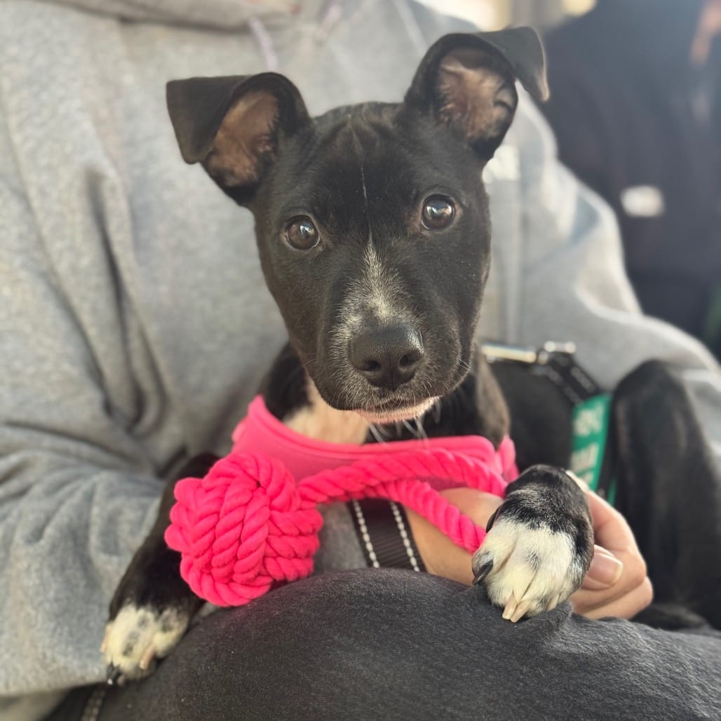 Photo of Havoc, adoptable Mixed Breed (Large) in Martinsville, Virginia