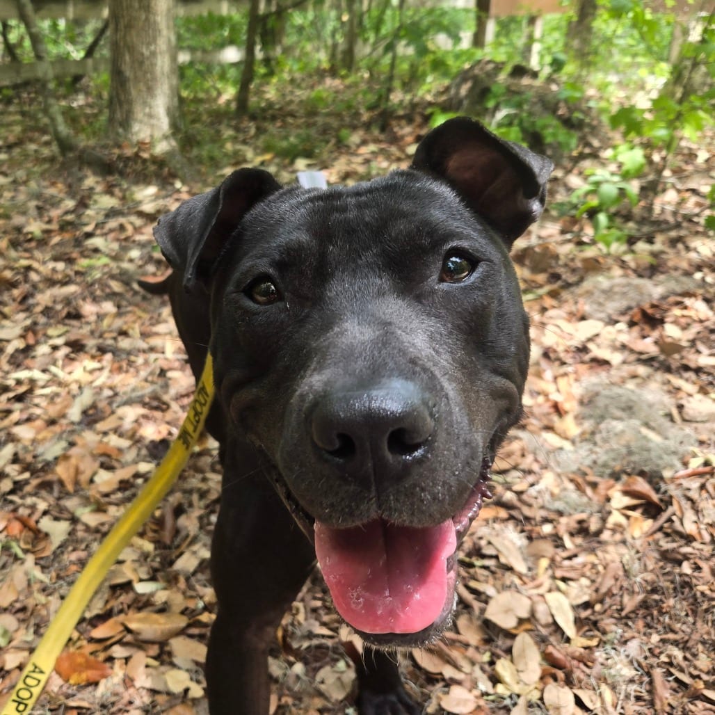 Photo of Phil, adoptable Mixed Breed (Medium) in Gainesville, Florida