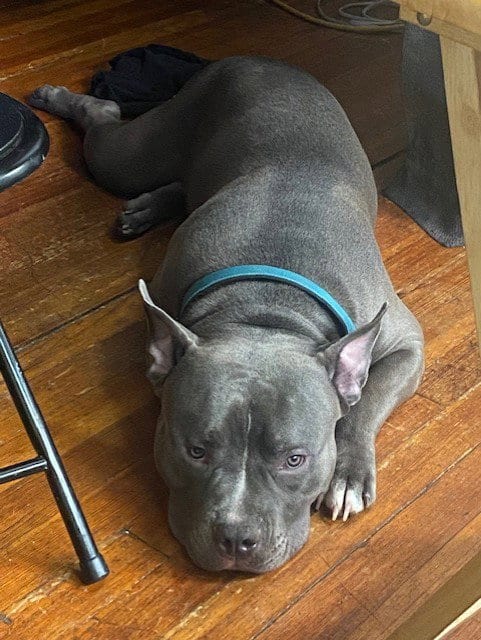 Photo of Ace, adoptable Pit Bull Terrier in Houston, Texas