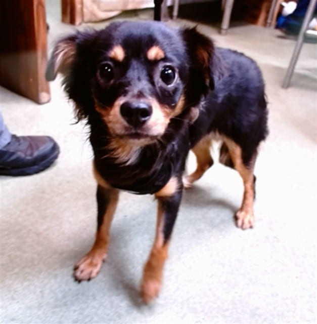 Photo of Senior Chihuahua - Smooth Coated, adoptable Chihuahua - Smooth Coated in Devore, California