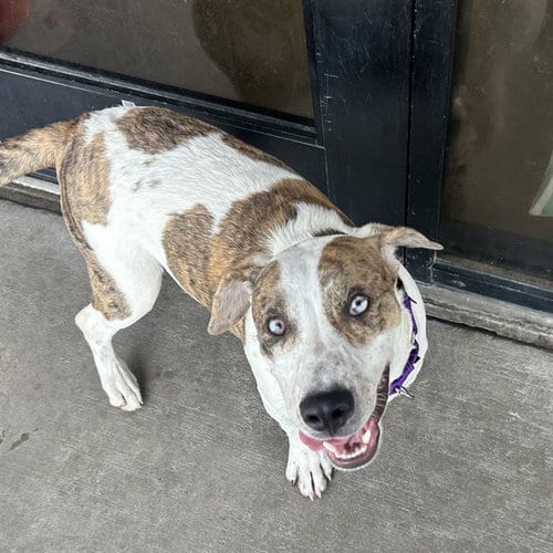 Photo of Ace, adoptable Catahoula Leopard Dog in Denver, Colorado