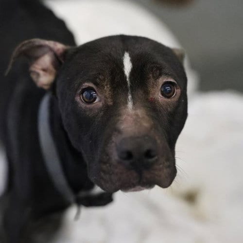 Photo of Boon, adoptable American Staffordshire Terrier in San Antonio, Texas