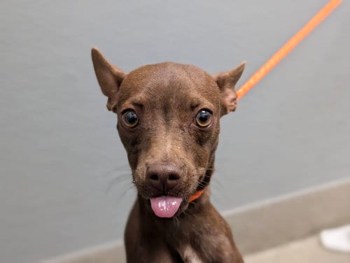 Photo of Canela, adoptable Chihuahua in Las Vegas, Nevada