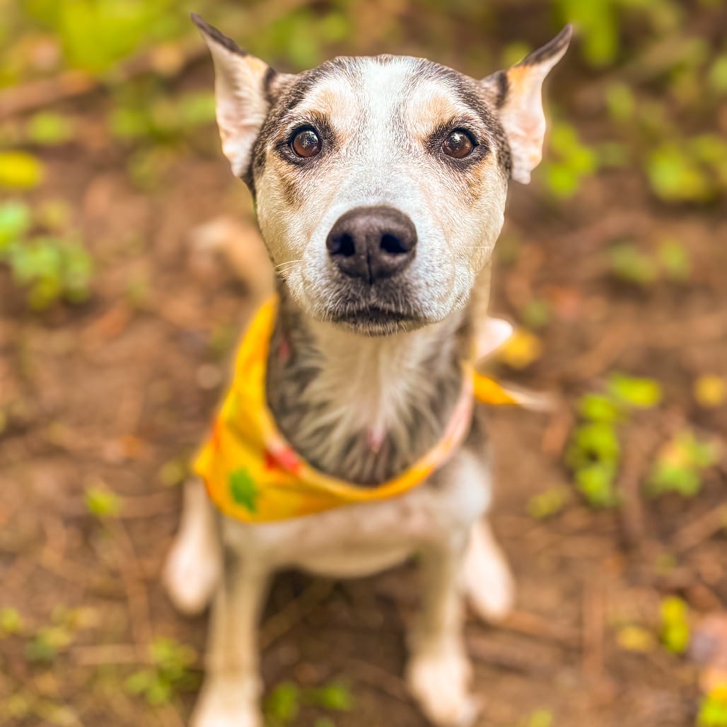 Photo of Lunar, adoptable Mixed Breed (Medium) / Shepherd in Ohio, Ohio