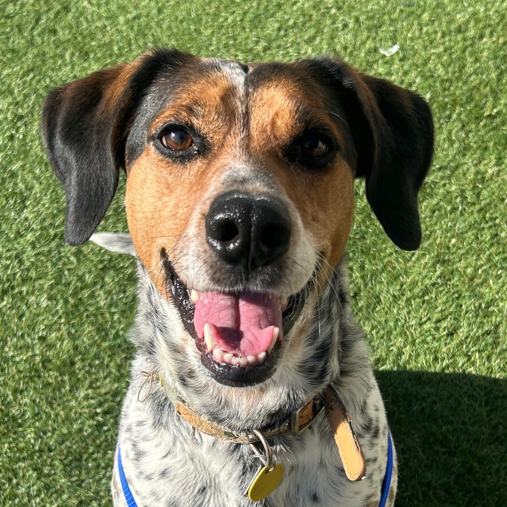Photo of Penny Lou, adoptable Coonhound / American Blue Heeler in Hayden, Idaho