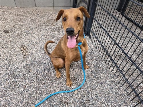 Photo of Benji, adoptable Doberman Pinscher in Mesa, Arizona