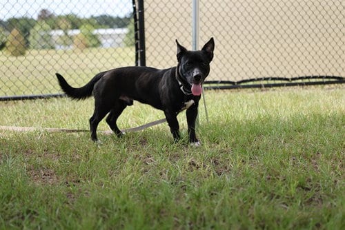 Photo of Astra, adoptable Labrador Retriever in Ocala, Florida