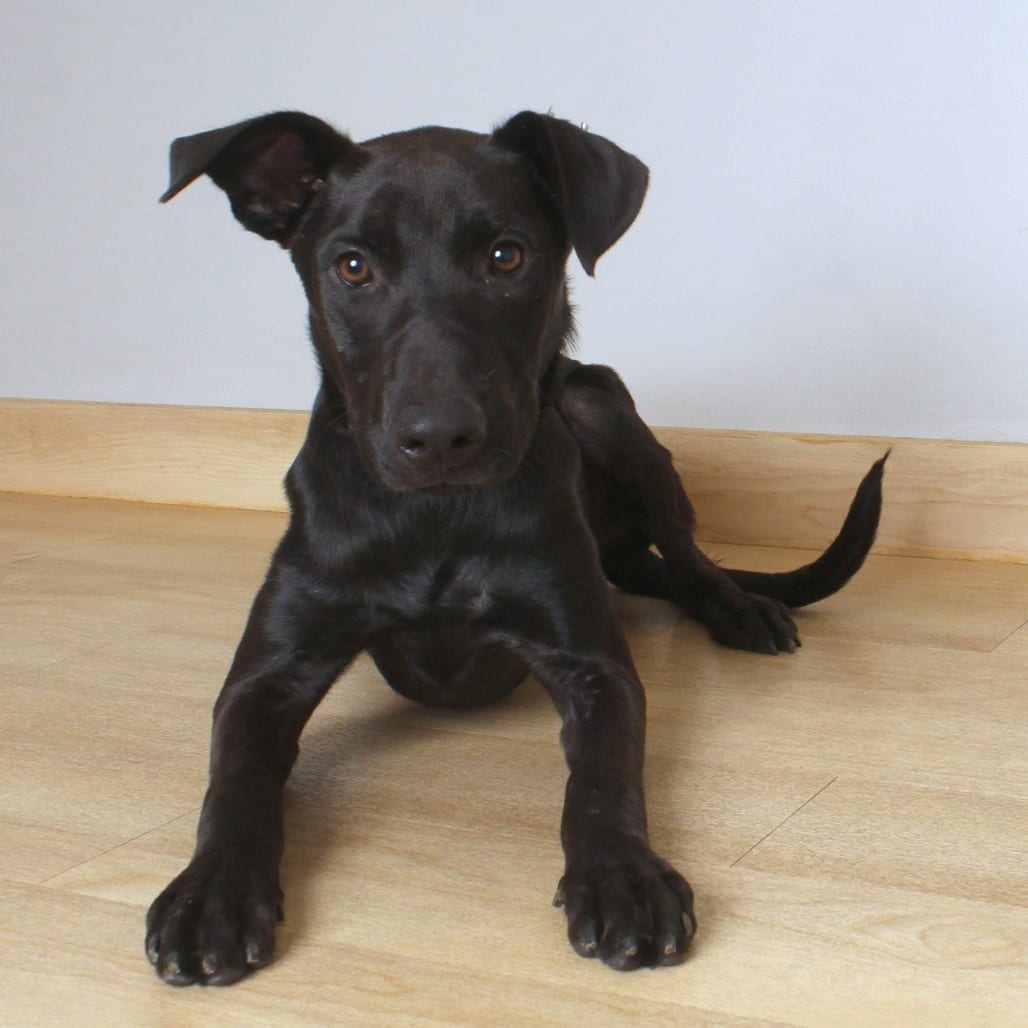 Photo of Rosita D70656, adoptable Retriever, Labrador / Mixed Breed (Medium) in Minnesota, Minnesota