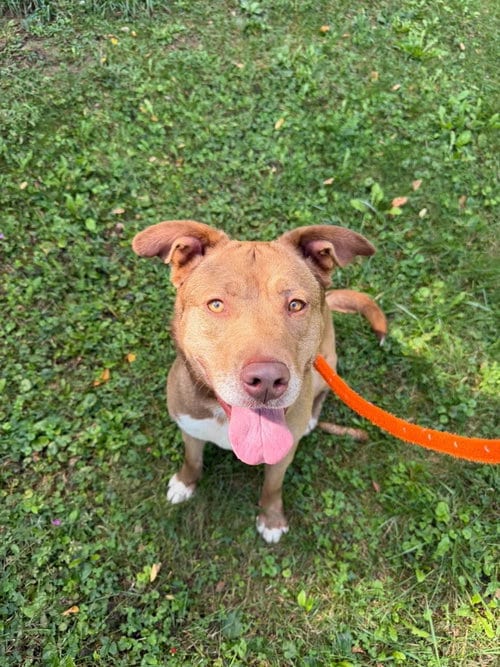 Photo of Lainey, adoptable Husky in Liverpool, New York