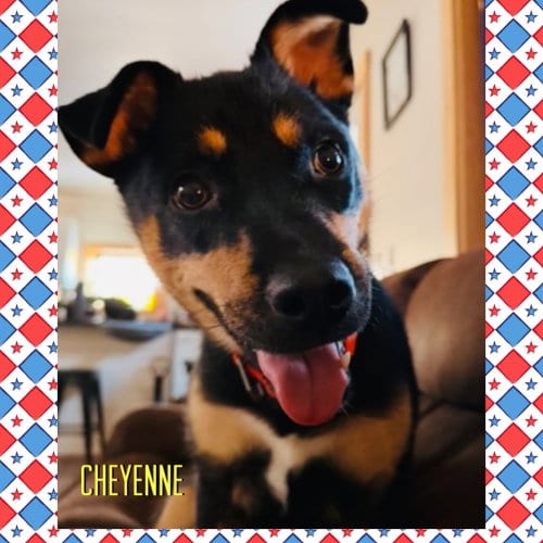 Photo of Cheyenne, adoptable Shepherd in Red Lodge, Montana