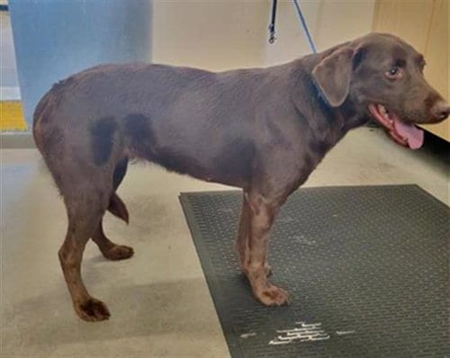 Photo of A888699, adoptable Labrador Retriever in Camarillo, California