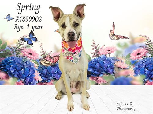 Photo of Spring, adoptable Pit Bull Terrier in Thousand Palms, California