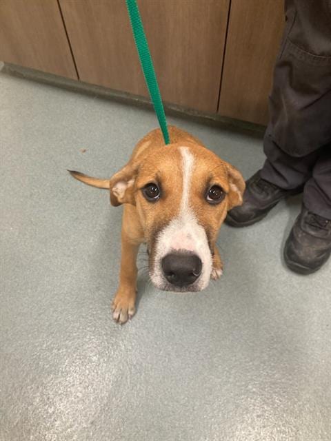 Photo of Sugarplum, adoptable Black Mouth Cur in Baytown, Texas