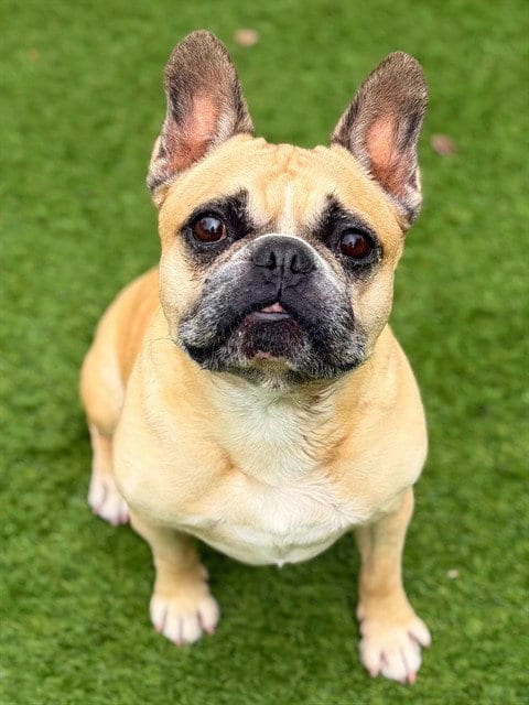 Photo of Zohan, adoptable French Bulldog in Agoura, California