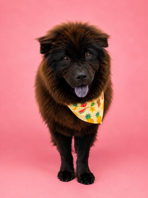Photo of Orange Chicken, adoptable Chow Chow in Romoland, California