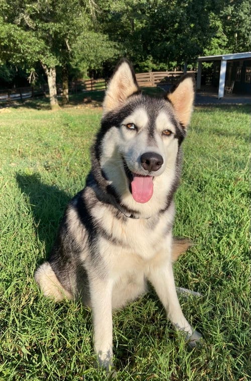 Photo of Luna, adoptable Siberian Husky in Roswell, Georgia