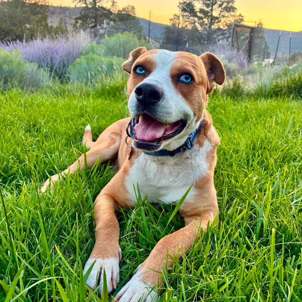 Photo of Guapo, adoptable Husky / Mixed Breed (Medium) in Bend, Oregon