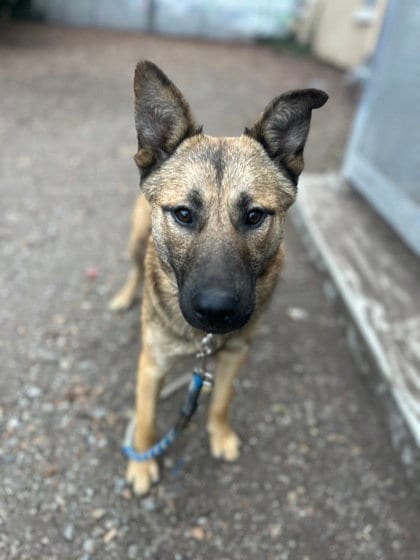 Photo of Twix, adoptable German Shepherd Dog in Oakland, California