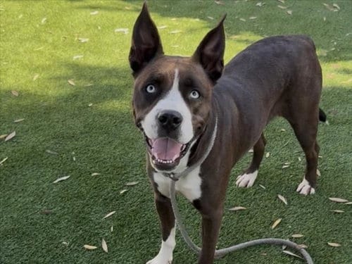 Photo of Nova, adoptable Pit Bull Terrier in Los Angeles, California