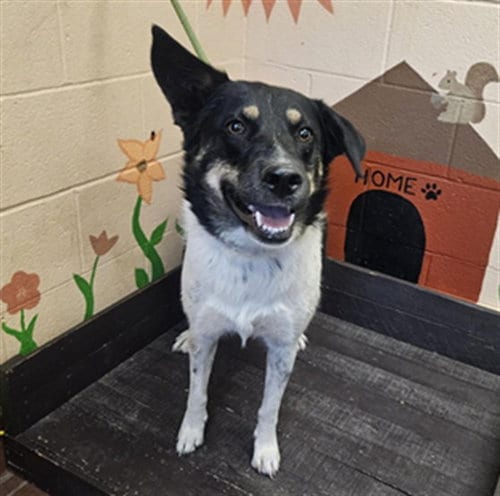 Photo of Oreo, adoptable Border Collie in Castaic, California