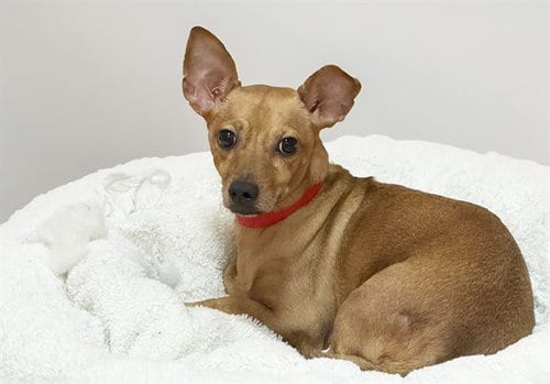 Photo of Emmy, adoptable Chihuahua in Ft Lauderdale, Florida