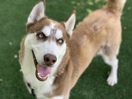 Photo of Haku, adoptable Siberian Husky in Chatsworth, California